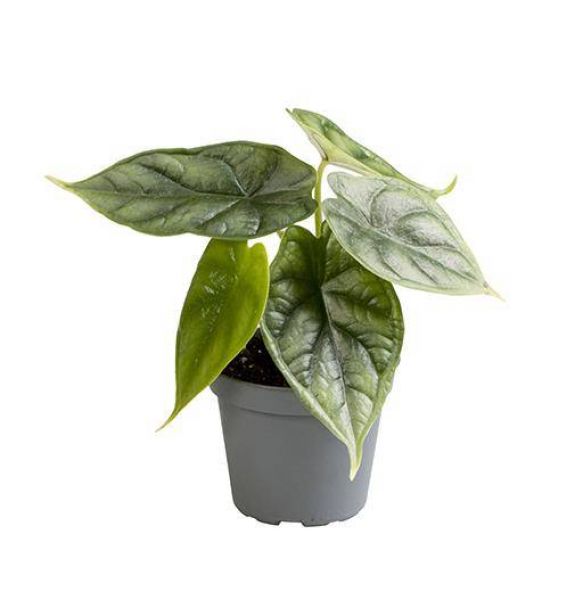 ALOCASIA SILVER DRAGON