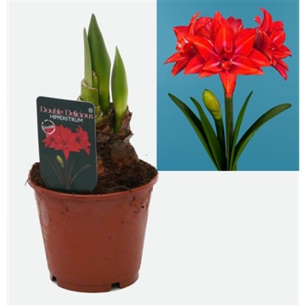 AMARYLLIS DELICIOUS