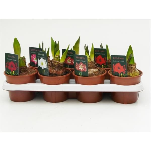 AMARYLLIS MIX