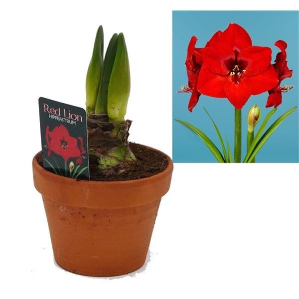 AMARYLLIS TONTOPF
