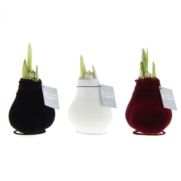AMARYLLIS VELVET TOUCHE
