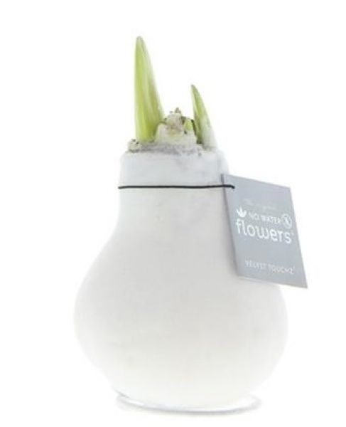 AMARYLLIS VELVET TOUCHE