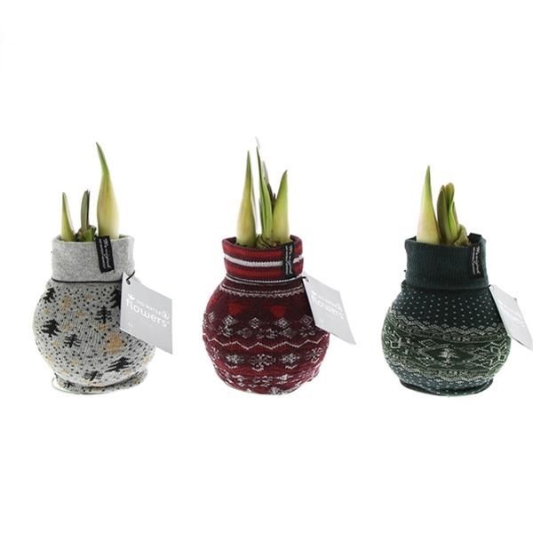 AMARYLLIS WAX NORDIC