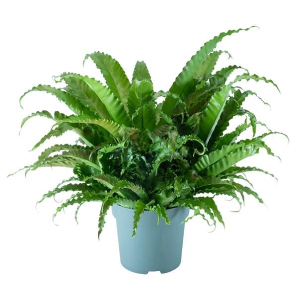 ASPLENIUM OSAKA