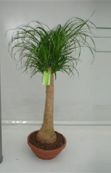 BEAUCARNEA NOLINA