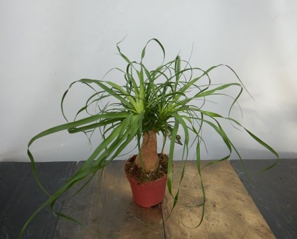 BEAUCARNEA NOLINA