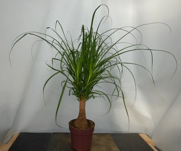 BEAUCARNEA NOLINA