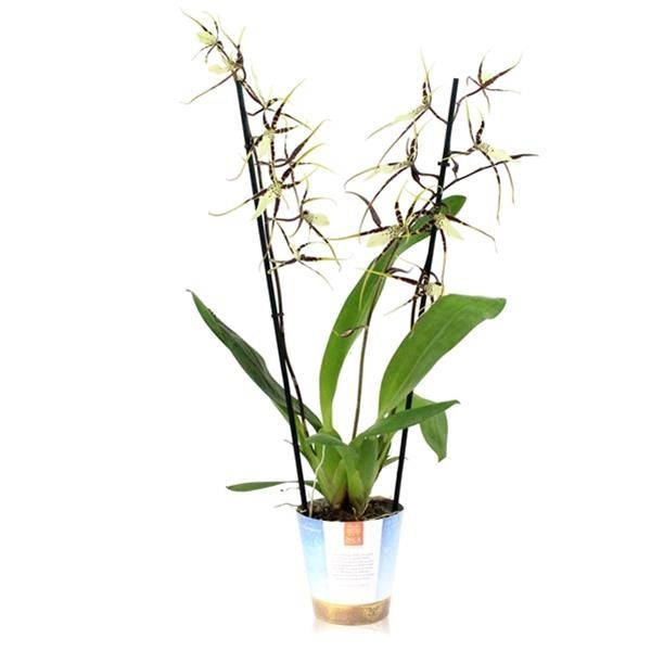BRASSIA TOSCANE