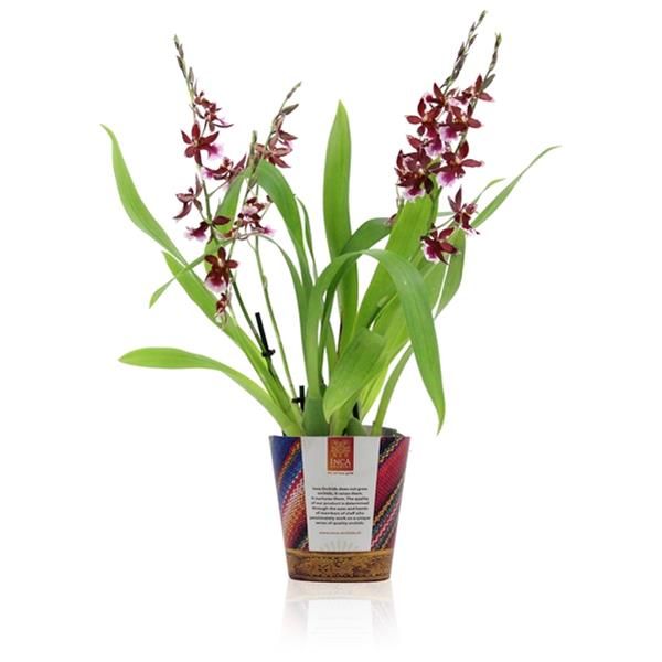 CAMBRIA BARROCCO RED