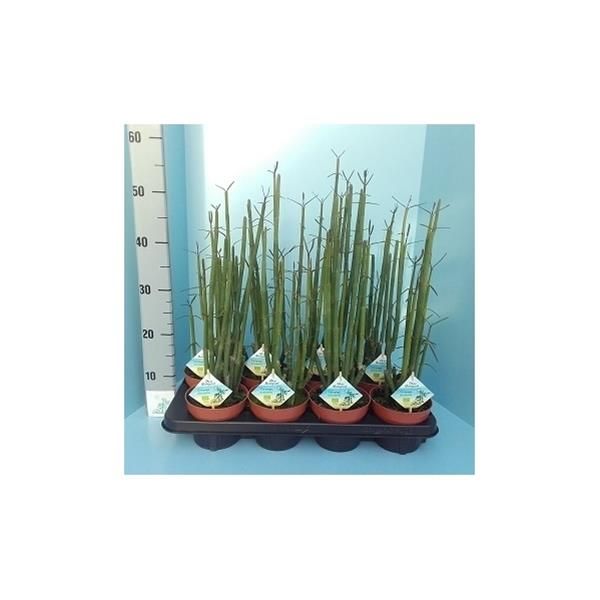 CEROPEGIA DICHOTOMA