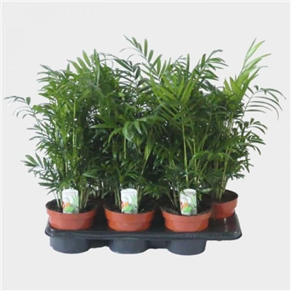 CHAMAEDOREA ELEGANS