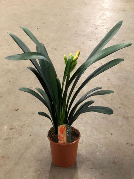CLIVIA MINIATA