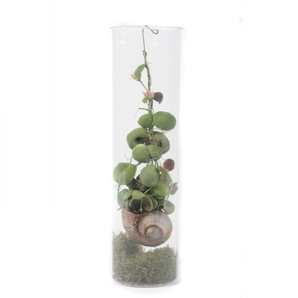 DISCHIDIA NUMMULARIA SNAILY