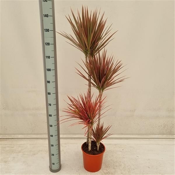 DRACAENA COLORAMA