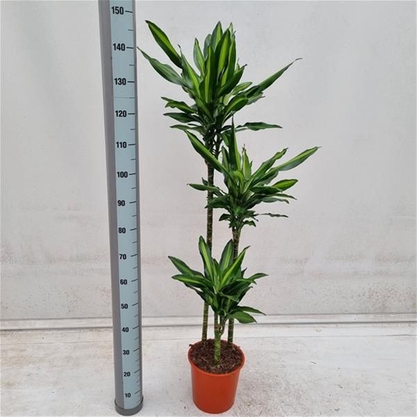 DRACAENA FRAGRANS CINTHO