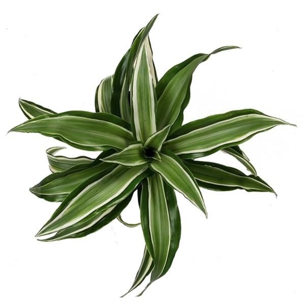 DRACAENA FRAGRANS KANZI