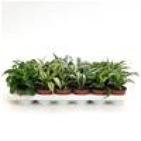 DRACAENA MIX