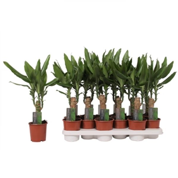 DRACAENA STEUDNERI