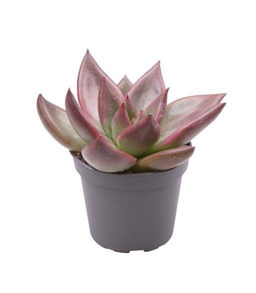 ECHEVERIA MARS