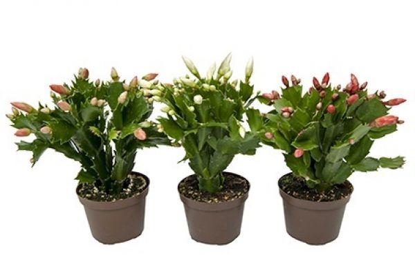 EPIPHYLLUM SCHLUMBERGERA