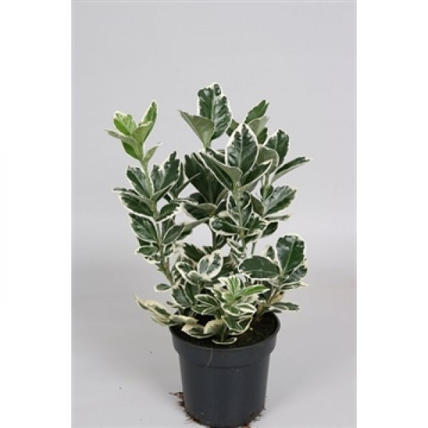 EUONYMUS JAP. KATHY