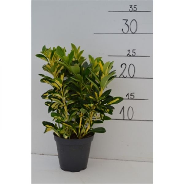 EUONYMUS JAP. LUNA