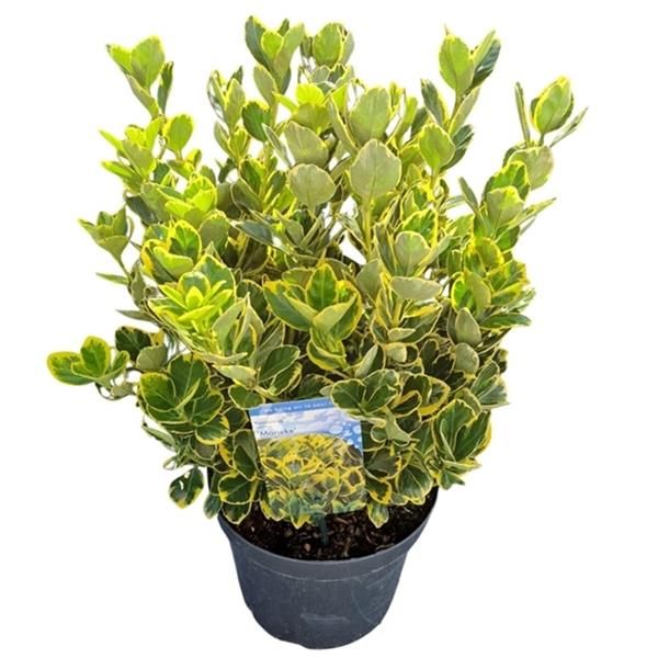 EUONYMUS JAP. MARIEKE