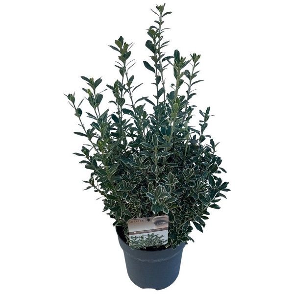 EUONYMUS JAP. SUSAN