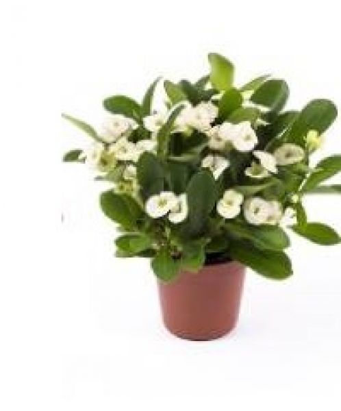 EUPHORBIA MILII