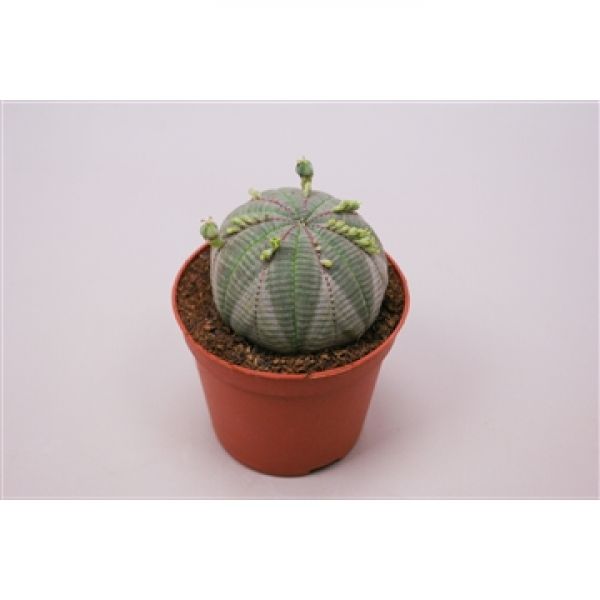 EUPHORBIA OBESA