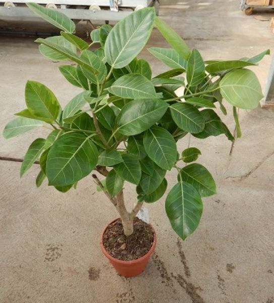 FICUS ALTISSIMA TIGE