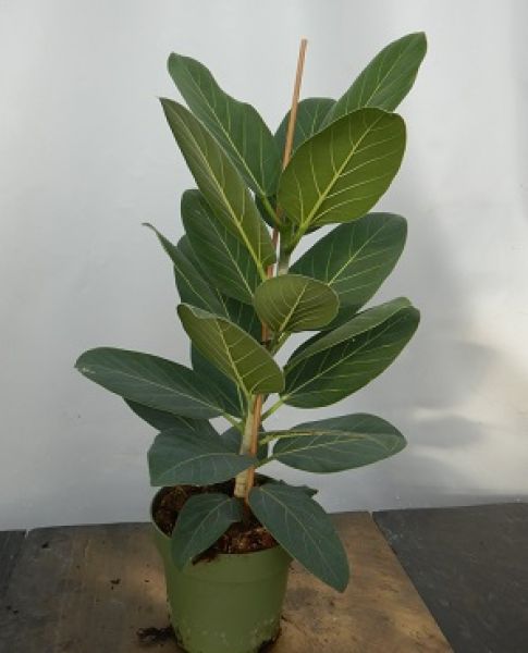 FICUS BENGHALENSIS AUDREY