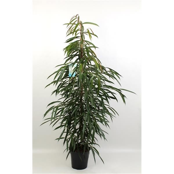 FICUS BINNENDIJKII ALII