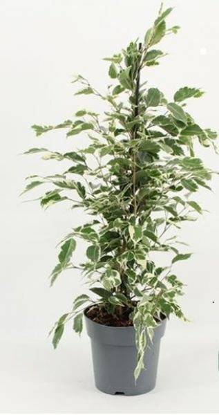 FICUS TWILIGHT