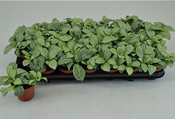 FITTONIA WHITE TIGER