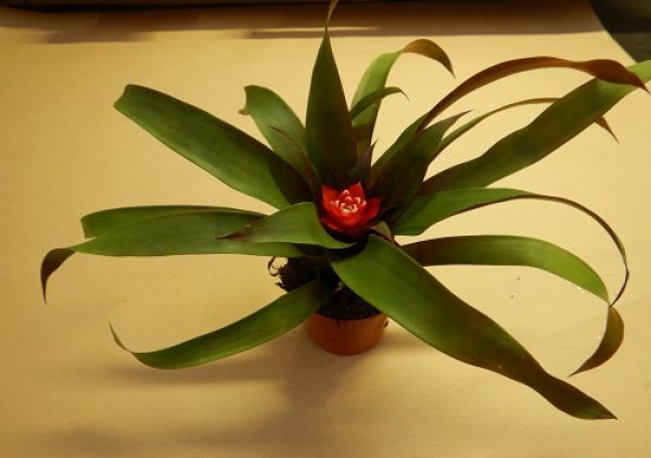 GUZMANNIA PRISCILLA