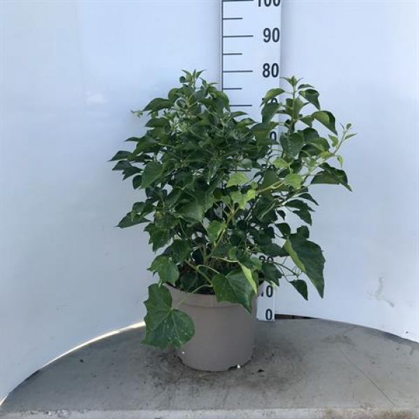 HEDERA ARBORECENS