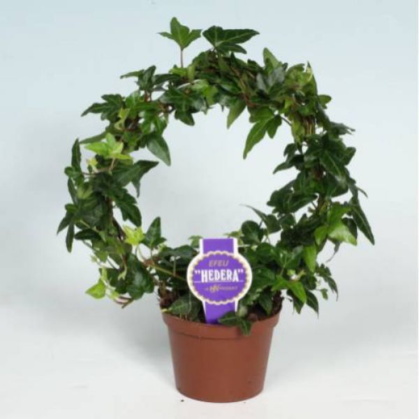 HEDERA ARCEAU