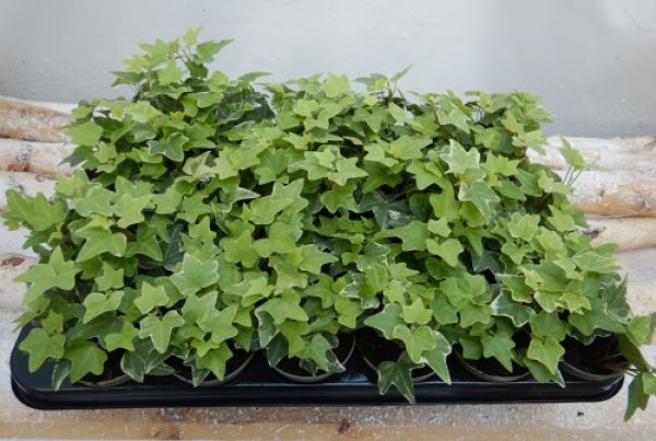 HEDERA