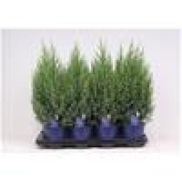 JUNIPERUS CHINENSIS STRICTA