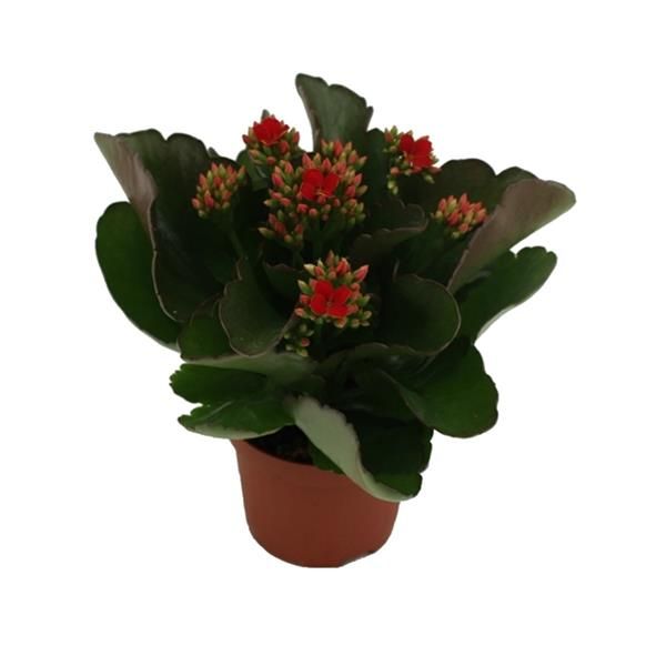 KALANCHOE