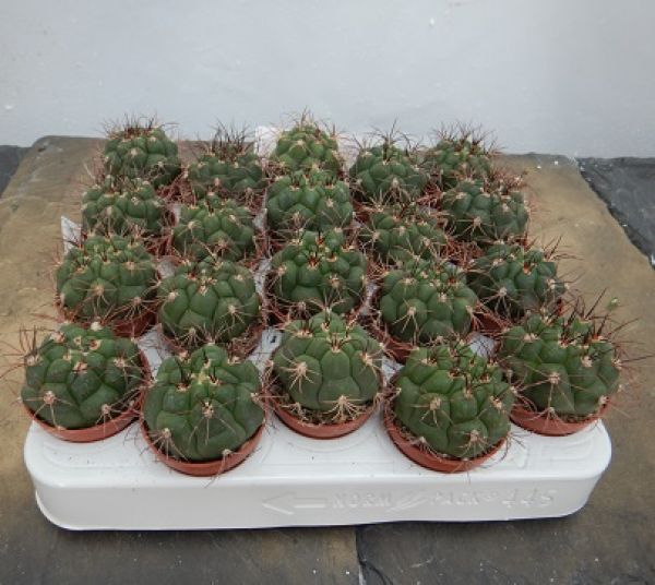 NOTOCACTUS CLAVICEPS