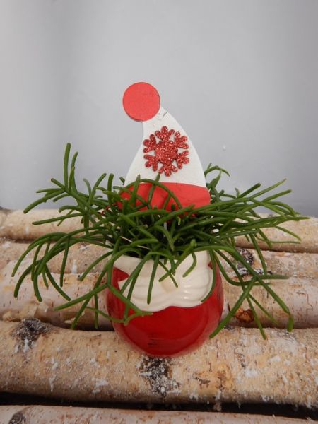 OFFRE DECEMBRE 07