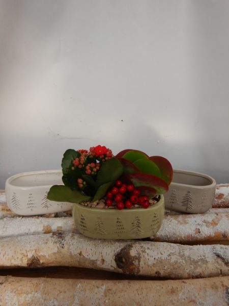 OFFRE DECEMBRE 10