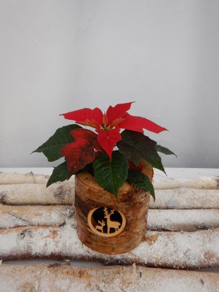 OFFRE DECEMBRE 15