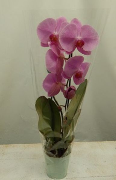 PHALAENOPSIS 1T CASCADE