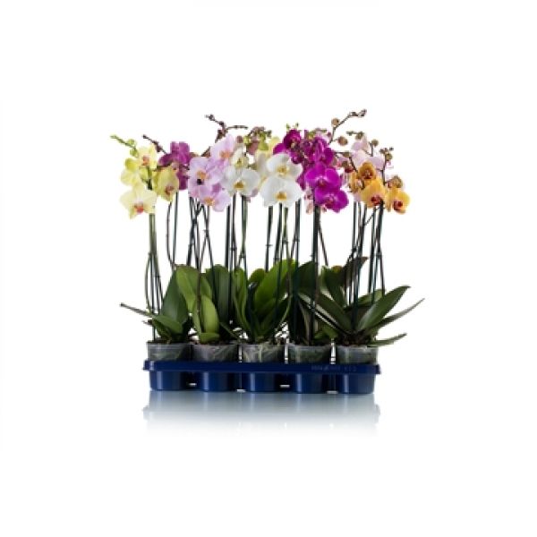 PHALAENOPSIS 2T MIX