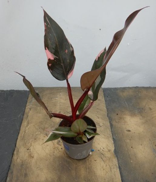 PHILODENDRON PINK PRINCESS