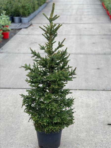 PICEA ABIES WILLS ZWERG