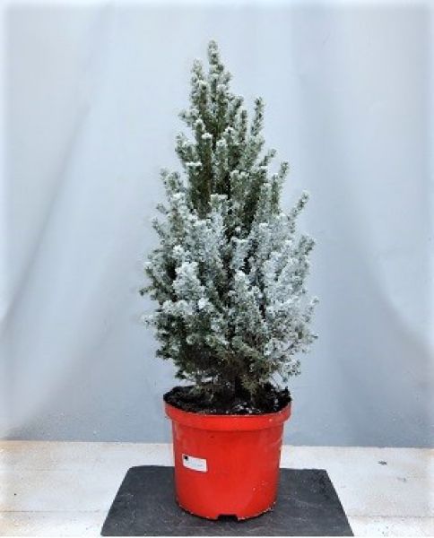 PICEA GLAUCA CONICA